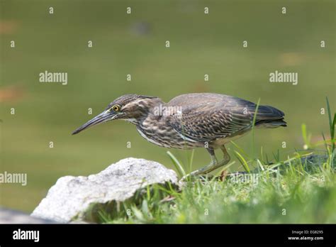butorides striata standing high resolution stock photography  images
