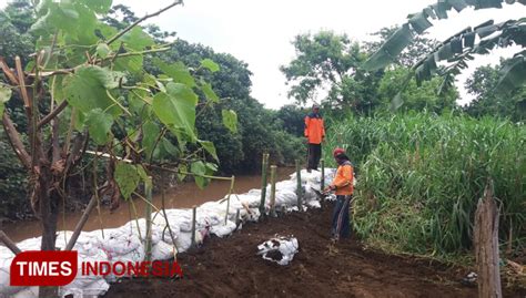 Antisipasi Banjir Susulan BPBD Probolinggo Bangun Tanggul Sementara Di