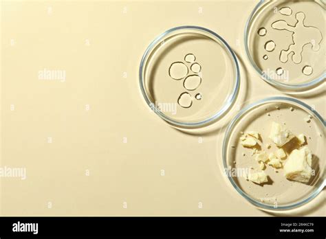 Many Petri dishes and cosmetic products on beige background, flat lay ...