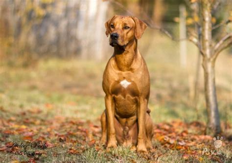 Oči sfingy | Oči sfingy Rhodesian Ridgeback kennel | Psy.sk