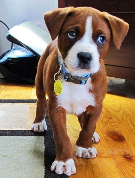 Border Collie | Boxer mix puppies, Cute dogs, Boxer puppies