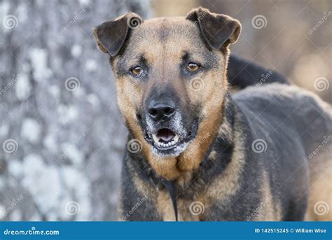 Older German Shepherd Mix Dog Wagging Tail Stock Image Image Of