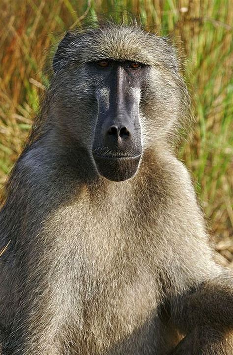 baboon portrait  south african animals africa wildlife african animals