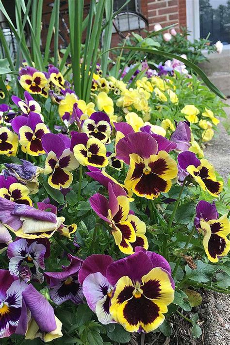 How to Grow Pansies and Violas for Multi-Season Color| Gardener’s Path