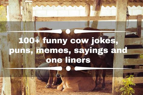 100 Funny Cow Jokes Puns Memes Sayings And One Liners Legit Ng