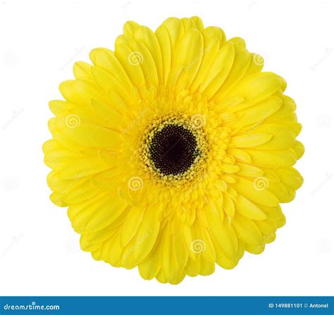 Gerbera Flower Of Yellow Color Isolated On White Background Stock Image