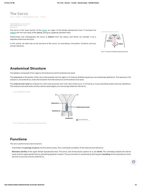 The Cervix - Structure - Function - Vascular Supply - TeachMeAnatomy | PDF