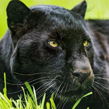 La Porn Star Latina De Explica Como Empezo Hacer Videos XHamster