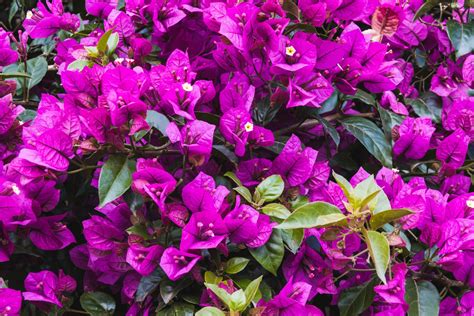 Primavera O Ano Todo Conhe A As Plantas Que Florescem Sempre