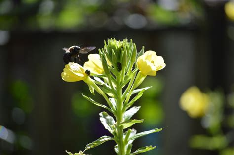 Common Evening Primrose Not So Common Not So Prim Humane Gardener