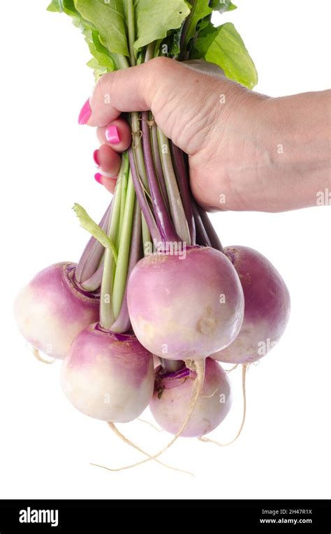 Hand Holding A Bunch Of Fresh Turnips Isolated On White Stock Photo