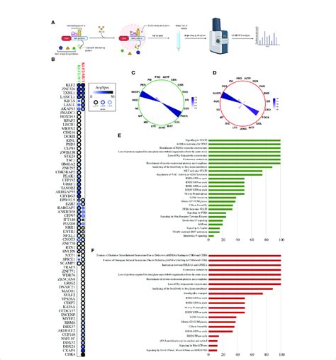 KLF2 Interactome Analysis A Schematic Workflow Overview Of The