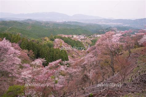 奈良県 吉野山千本桜 写真素材 [ 6008660 ] フォトライブラリー Photolibrary