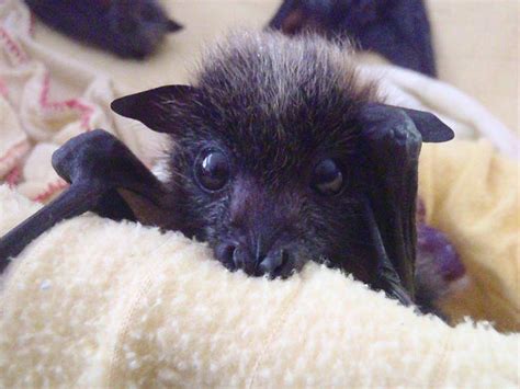 Adorable Orphaned Baby Bats Cared for by Australian Bat Clinic