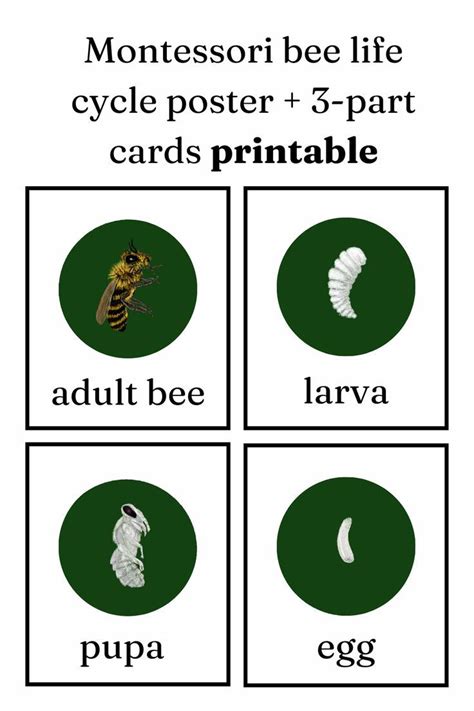 The Montessori Bee Life Cycle Poster