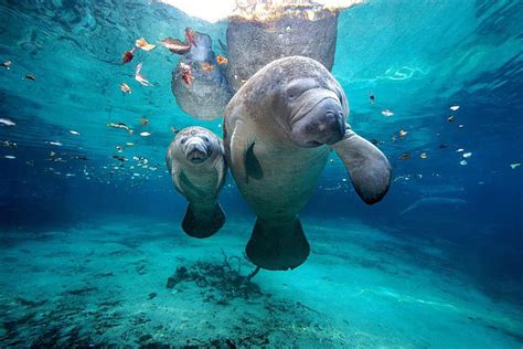 Manatees The Gentle Giants Of The Sea