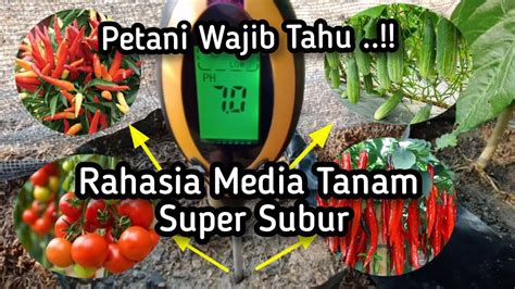 Rahasia Media Tanam Super Subur Tanpa Pupuk Kimia Youtube