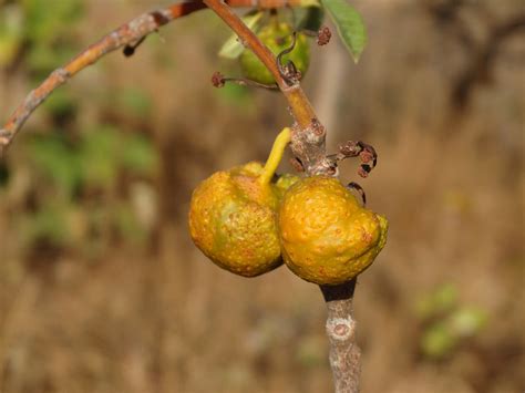 Fotos Gratis Rbol Naturaleza Rama Fruta Hoja Flor Comida