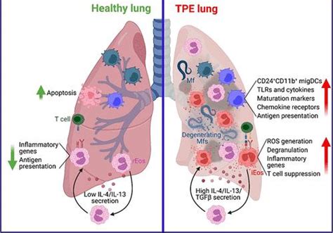 Immunophenotypic And Functional Characterization Of Eosinophil And