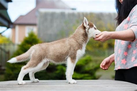 Dog Obedience Hand Signals Chart