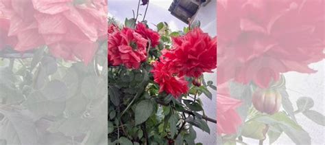 Георгины корни купить в Ярцево | Товары для дома и дачи | Авито