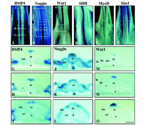 Noggin Expression In The Developing Mesoderm Is Consistent With A Role Download Scientific