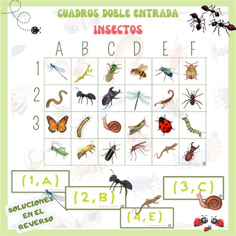 Cuadro Doble Entrada Insectos Double Entry Box Insects