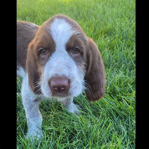 Spinone Italiano Puppies For Sale - AKC PuppyFinder