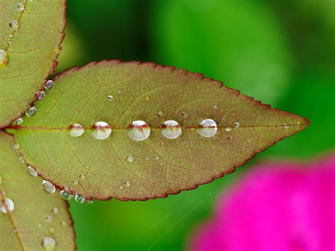 Wassertropfen Auf Rosenblatt Drops Of Water On Rose Leaf Flickr