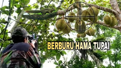 Berburu Tupai Dengan Sharp Tiger Puluhan Tupai Rusak Kebun Petani