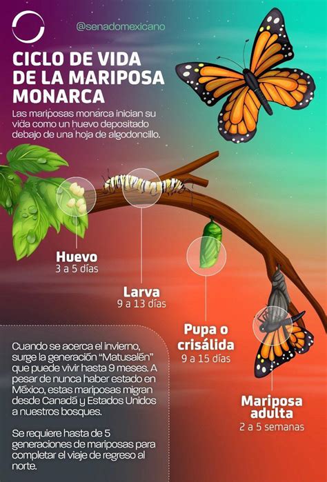 MARIPOSA MONARCA SALIDA DE CAMPO III SEMESTRE