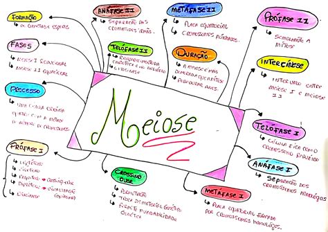 MAPA MENTAL SOBRE MEIOSE - Maps4Study
