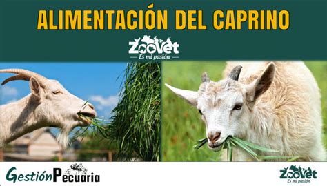 Alimentación del caprino Información Completa