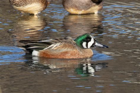 ลกผสม เปดปากสน x เปดปากพลว eBird