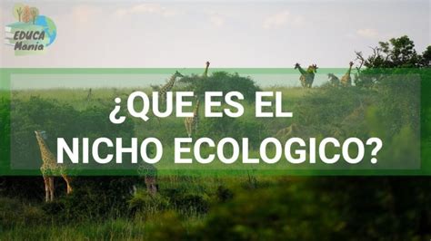 Qué es un nicho ecologico 3 ejemplos Actualizado enero 2025