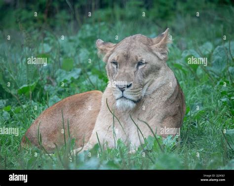 Various Wildlife animals at Longleat Safari Park Stock Photo - Alamy