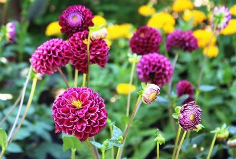 Start Dahlias Indoors For Earlier Blooms In The Garden Garden With