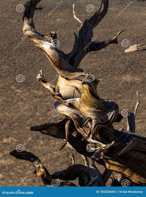 Contorted Truck of Bristlecone Pine Tree Stock Photo - Image of