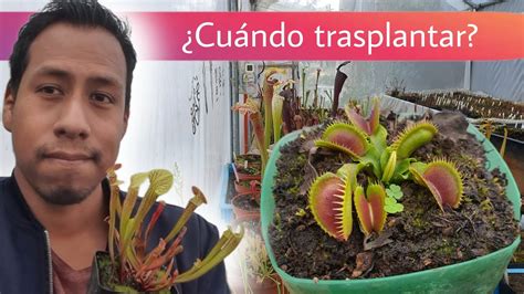 Cuándo y cómo trasplantar una Planta Carnívora YouTube