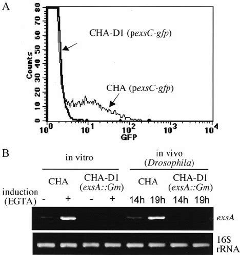 Activation Of Drosophila Gene Diptericin After Infection Either With E