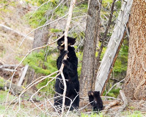 YELLOWSTONE NATIONAL PARK-WILDLIFE - Rollie Waters Photography