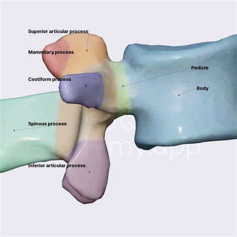 Typical Lumbar Vertebrae L1 L4 Spine Spine And Back Anatomyapp