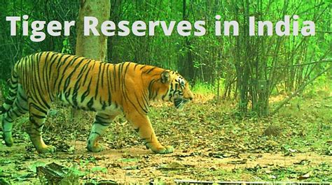 List of Tiger Reserve in India: State Wise