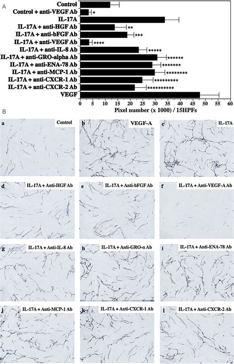 Inhibition Of HGF BFGF VEGF A CXCL8 Or CXCR 2 Attenuated Capillary