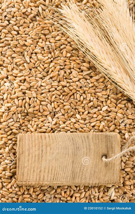 Wheat Grain And Spike Ear Stock Photo Image Of Bread 23010152