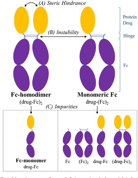 Figure 1 From Single Chain Fc Dimer Human Growth Hormone Fusion Protein