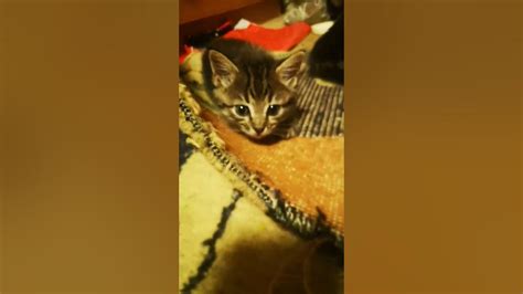 Котята.Передержка.Ищу добрую хозяйку! - YouTube