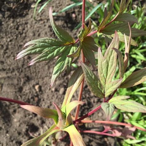 Paeonia X Suffruticosa Kokuryu Nishiki Syn Paeonia X Suffruticosa