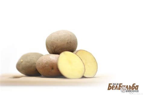 Купить Посевной картофель Беллароза 1 РС семенной от поставщика: цена ...