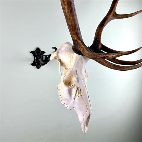 Worlds Strongest Deer Skull Mount Skull Bracket